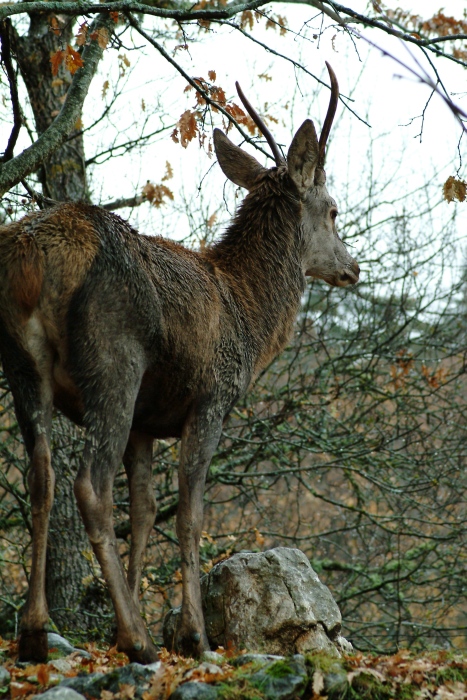 Ancora cervi